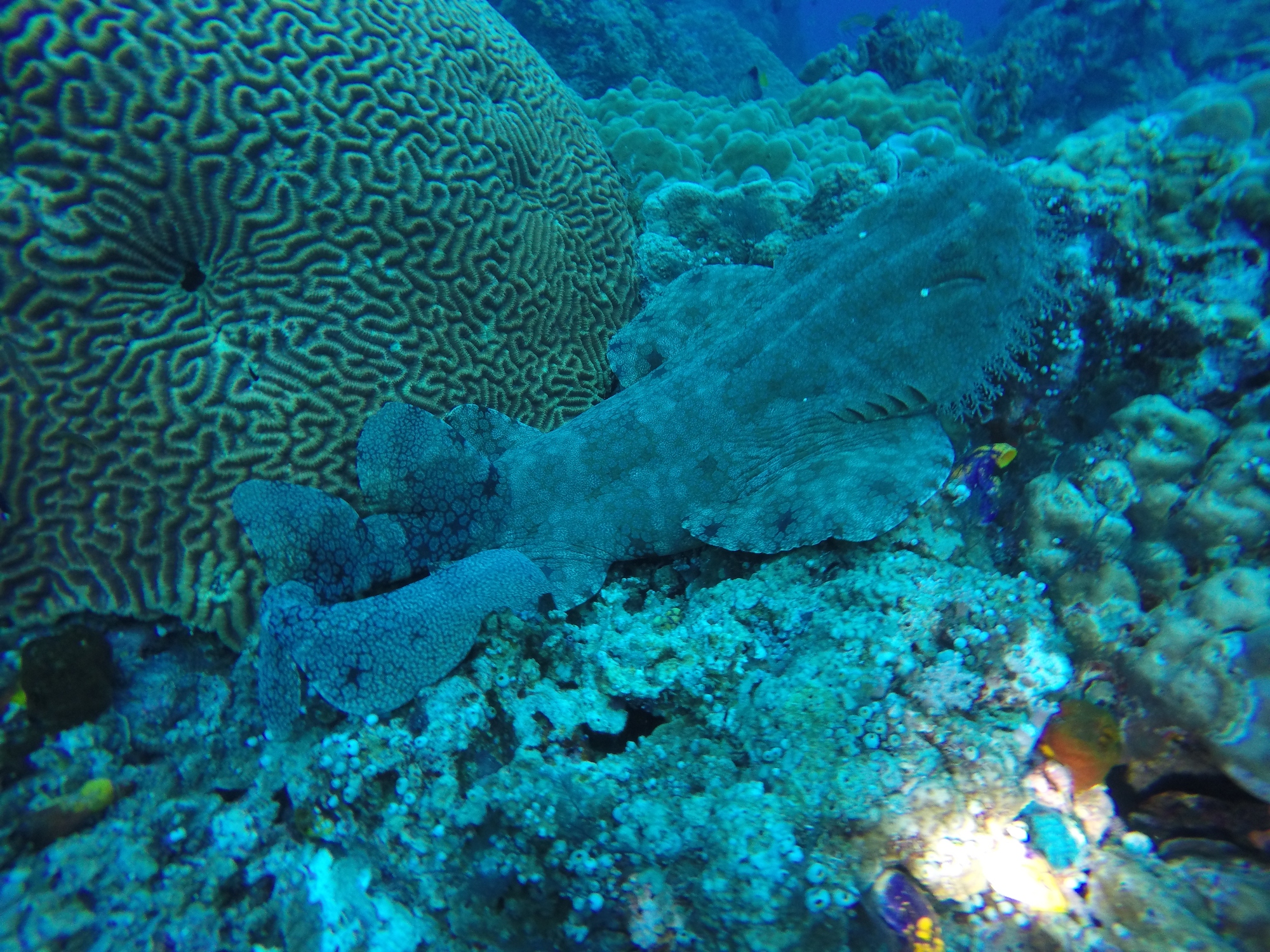 Magic Mtn 0619-wobbegong.JPG