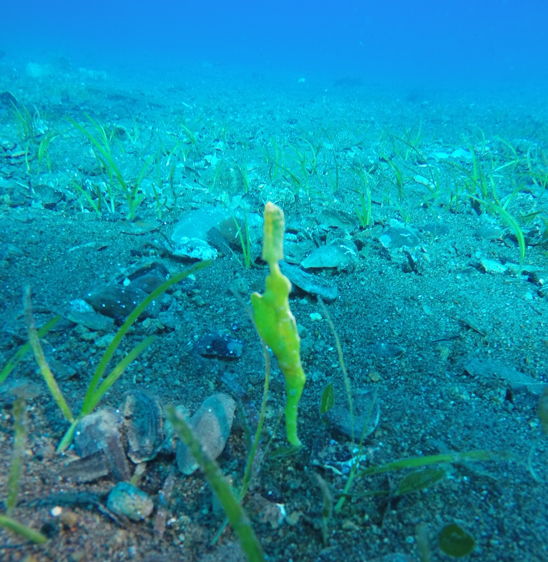 Makian Jetty 2359a.jpg