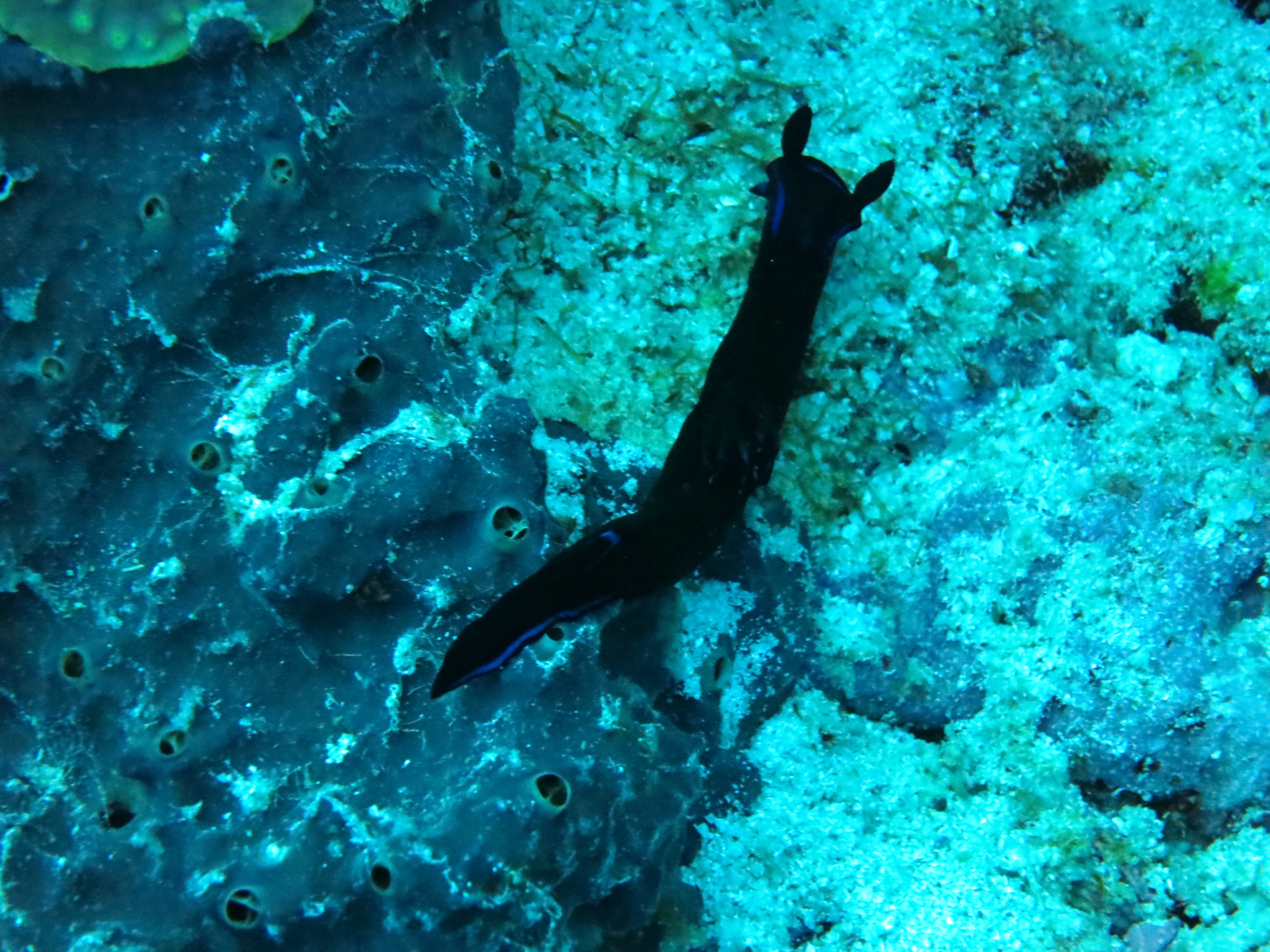 nudibranch 1-tambja.JPG