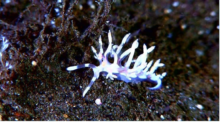 nudibranch.JPG