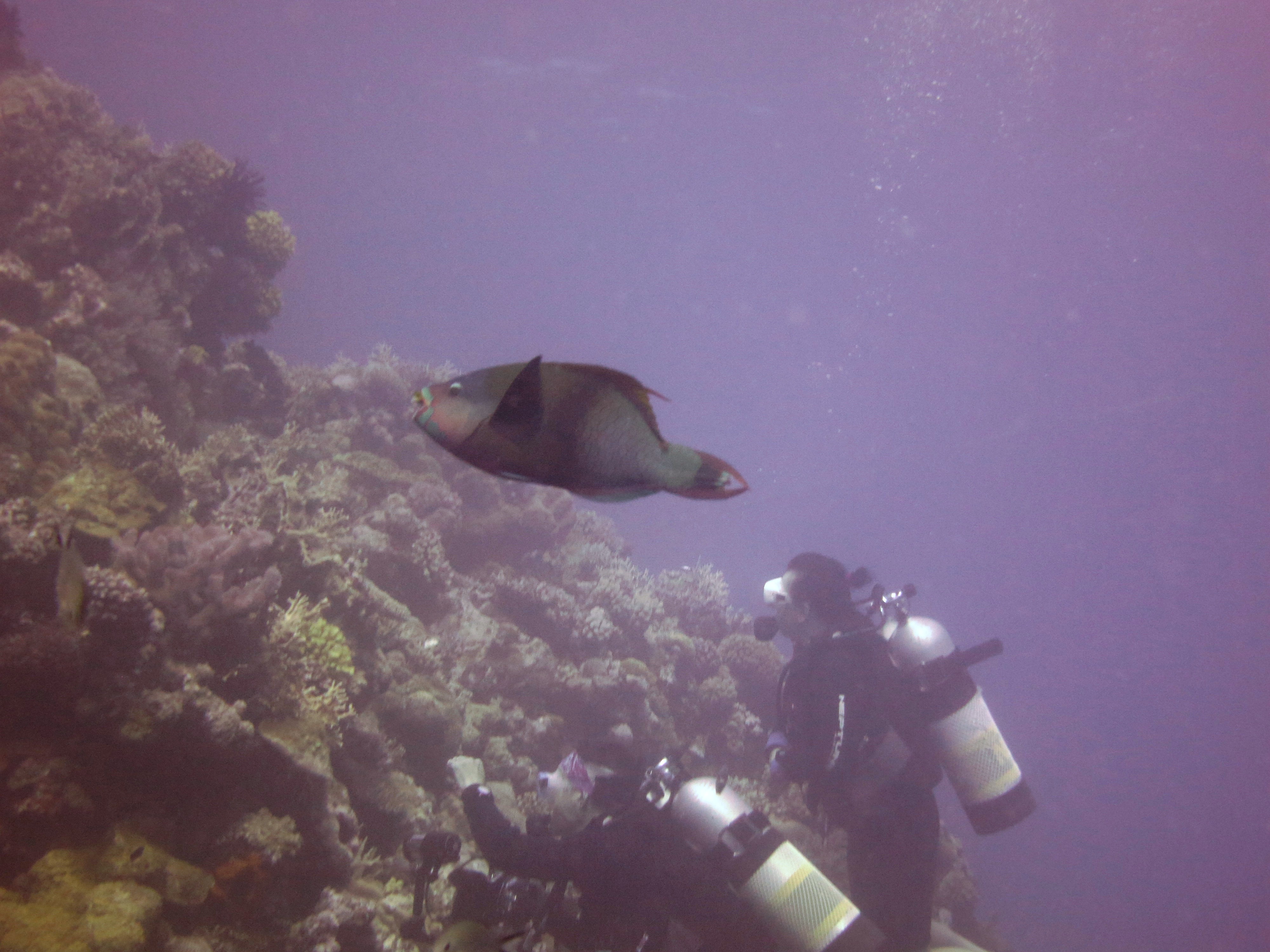 parrotfish & divers.JPG