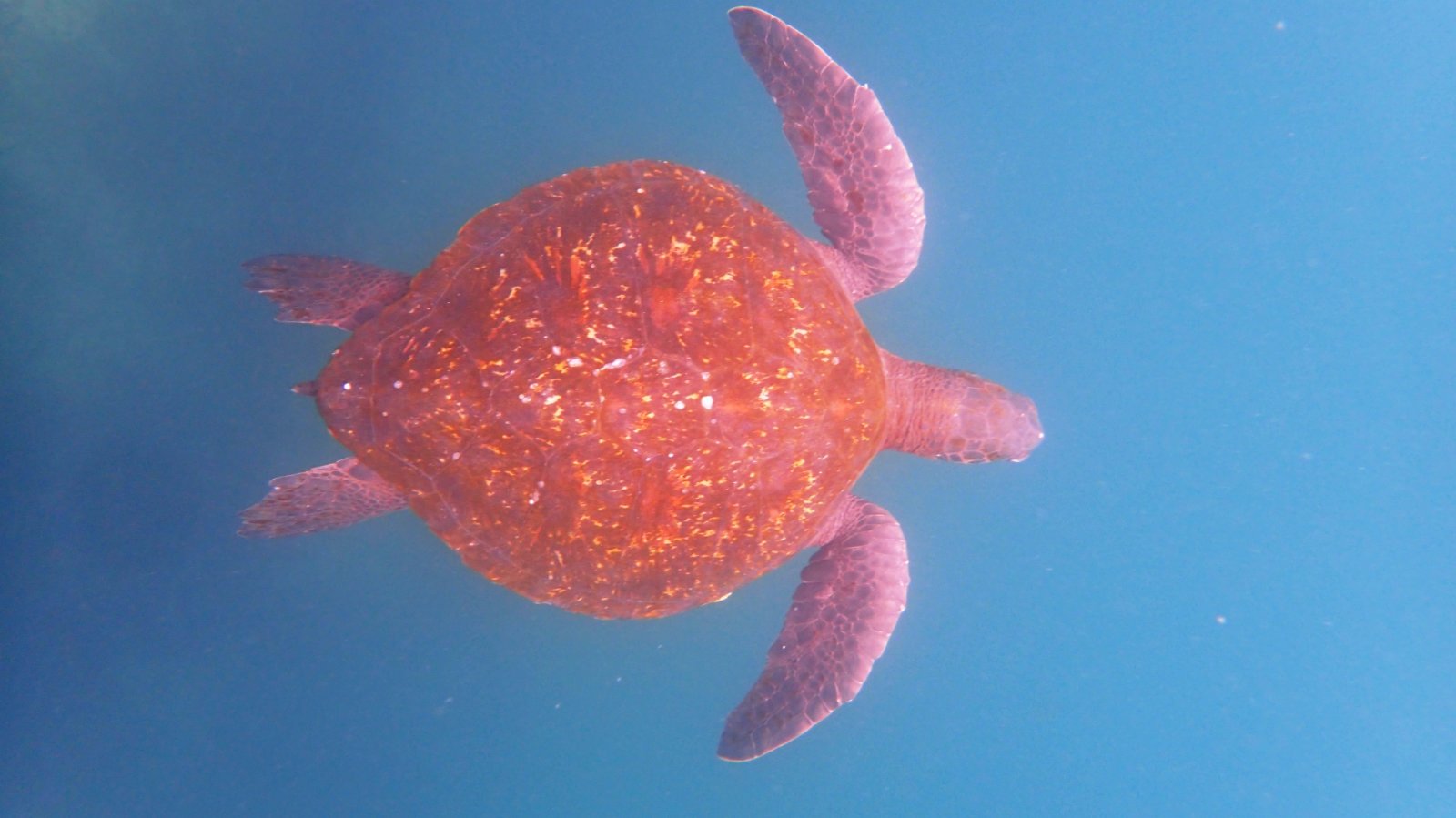 PC010514_red_turtle.JPG