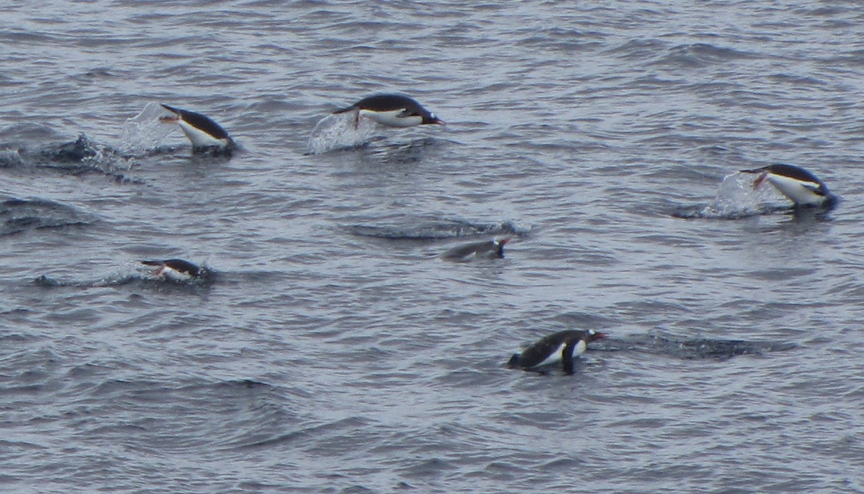 penguins swimming-tony.JPG