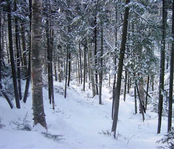 Pine Brook.jpg