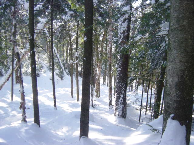 Pine Brook.jpg
