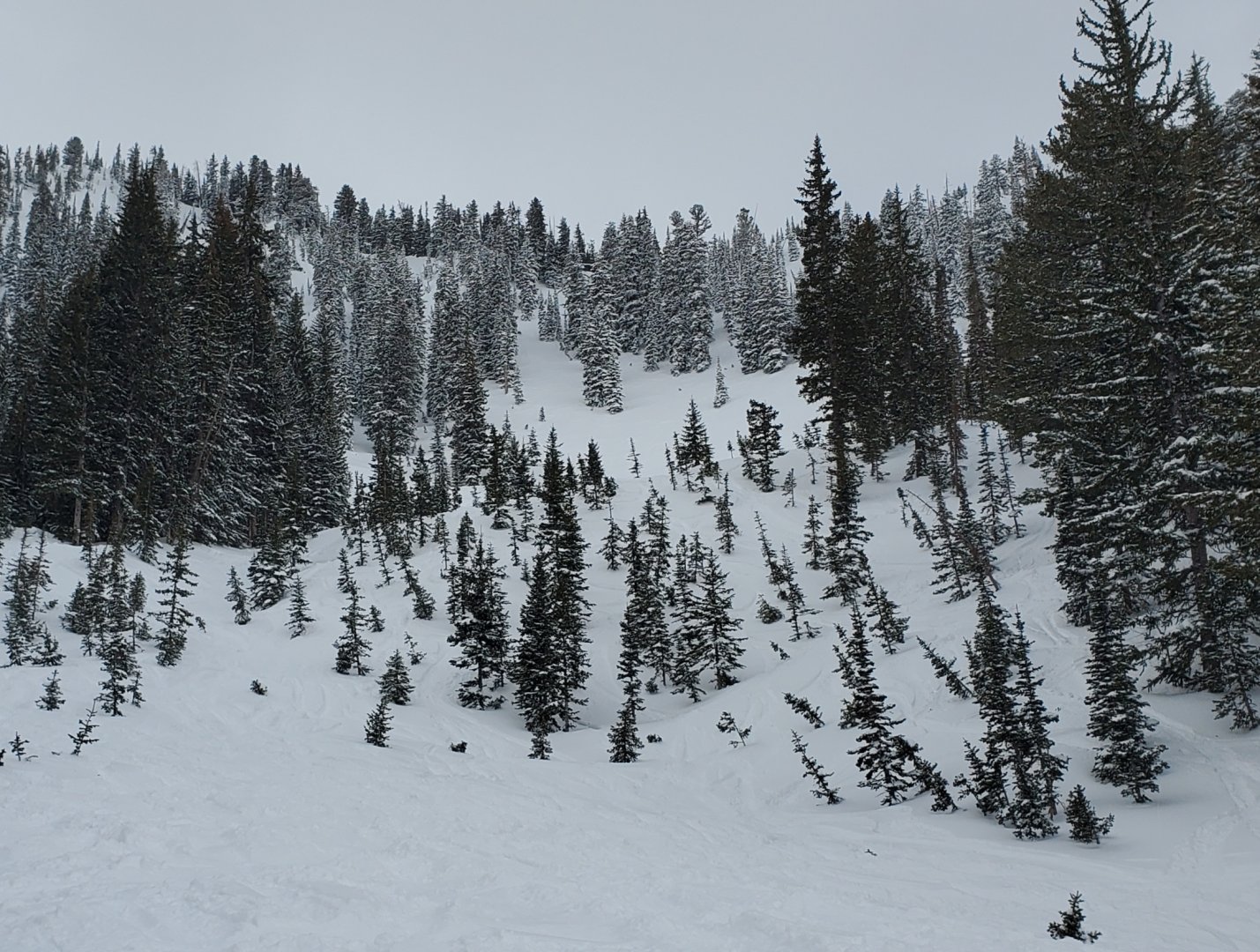 saddle snowbird tigertail 2 apr 2025.jpg