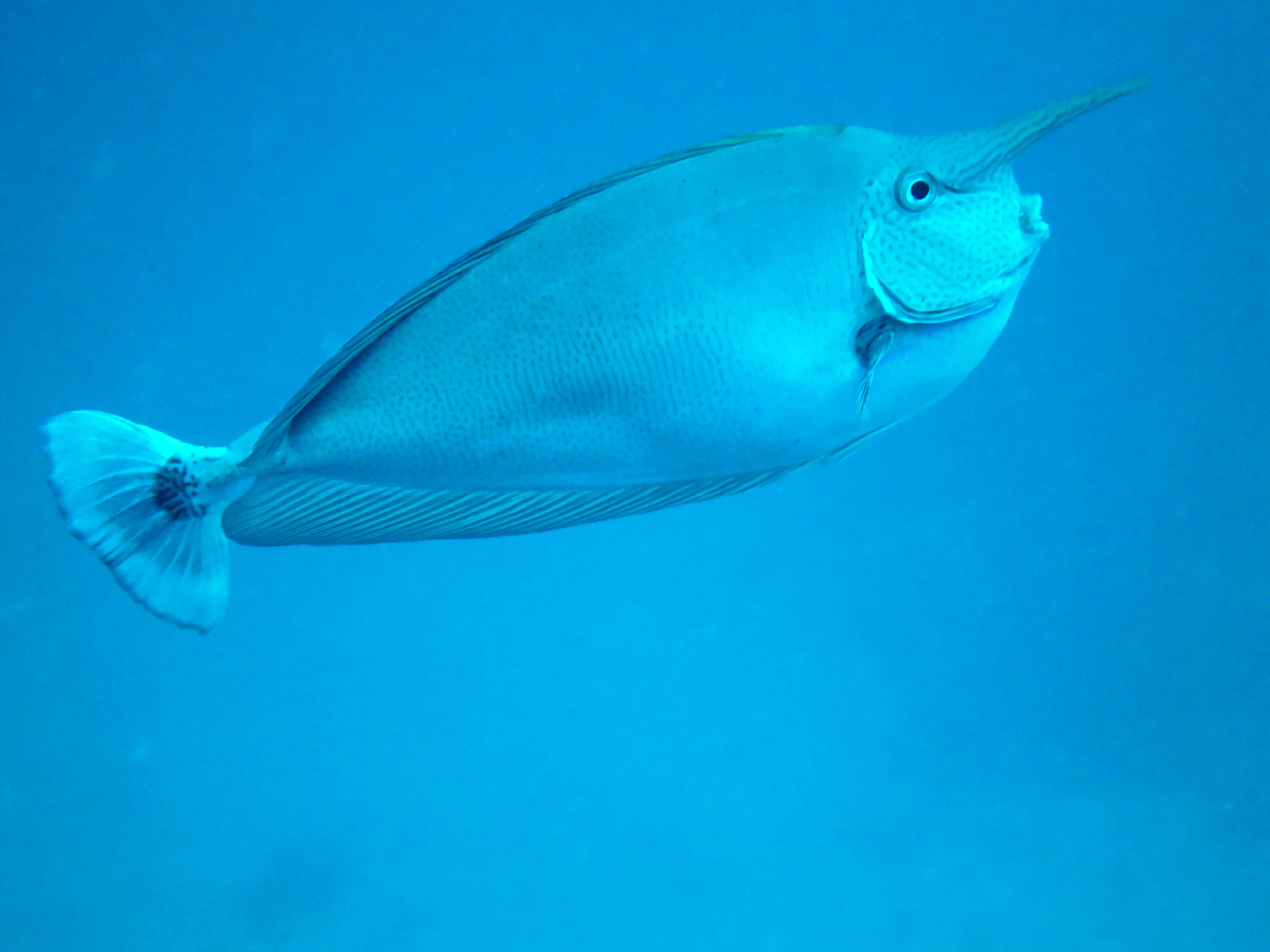 spotted unicornfish 2.JPG