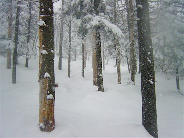 Straightbrook Glades AM.jpg