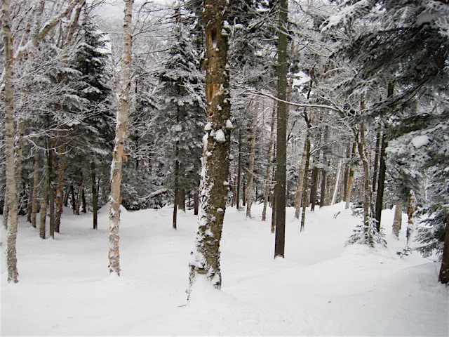 Straightbrook Trees.jpg