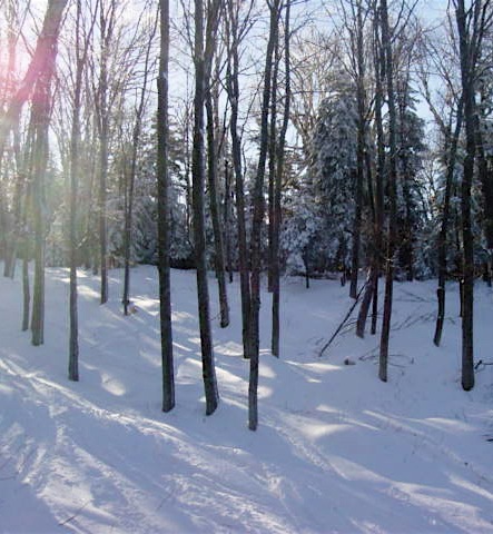 Tahawas Glades.JPG