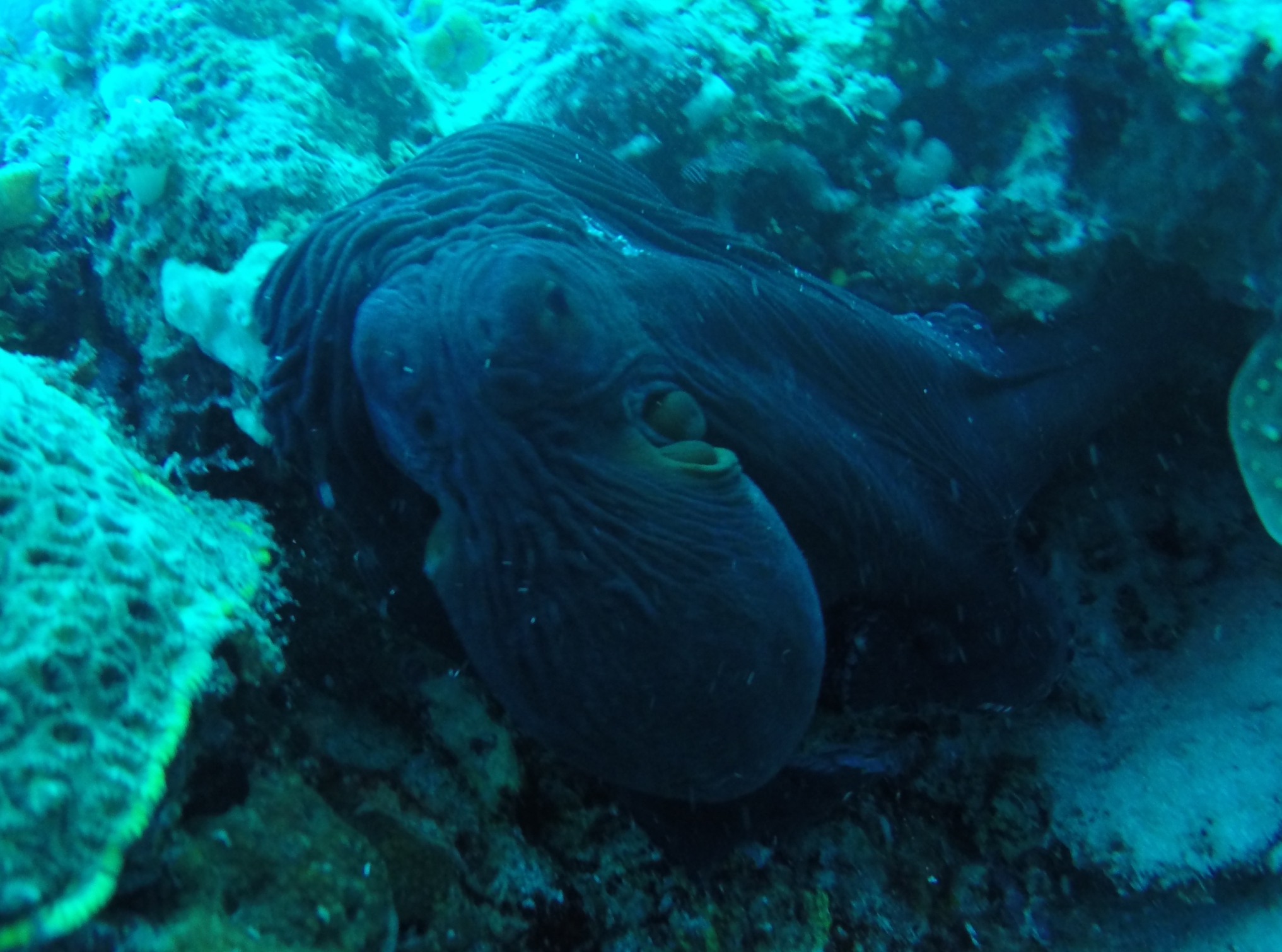 Wedding Cake 0283a-octopus.jpg