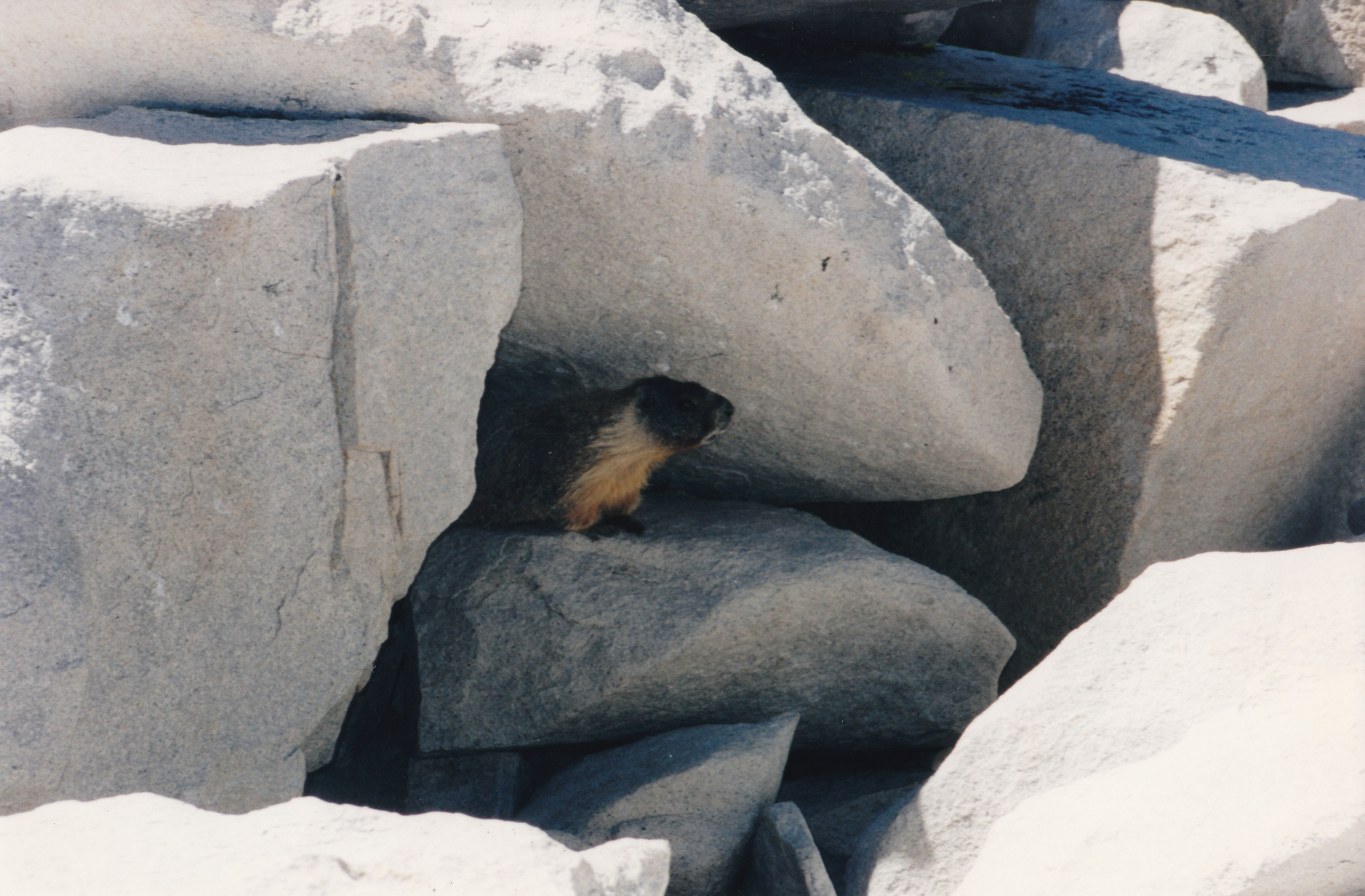 Whitney9_Marmot.jpg