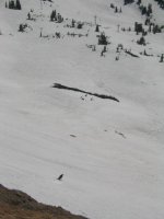 06 snowbird bob skis chamonix 050626.jpg
