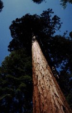 13-sequoia.jpg
