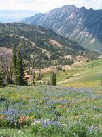 03_snowbird_wildflowers_050904.jpg