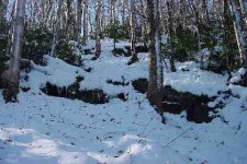 My Glade.JPG