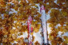 Skis in the Leaves.jpg