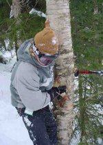 Hownottoskitrees.JPG