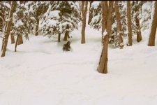 trees.jpg