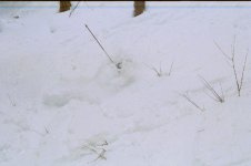 trees6.jpg
