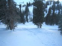 01 alta 060112 freds trees.jpg