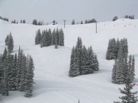 01 alta wildcat 060307.jpg