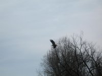 eagle.jpg