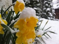SnowDaffodil.jpg