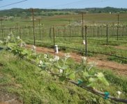8446HelwigBuddingVines.JPG
