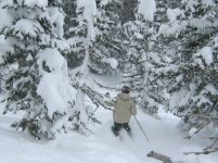 01 snowbird the kid gadzoom trees 060319.jpg