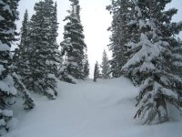 02 snowbird gadzoom trees 060319.jpg