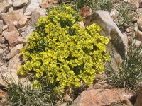 09 alta baldy tundra flowers 060604.jpg