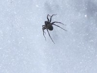10 snowbird spider 060924.jpg