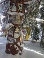 1738HunterSThompsonTree.JPG