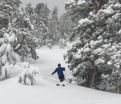0238TonySkiing.jpg
