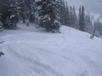 08 alta susies trees 061217.jpg