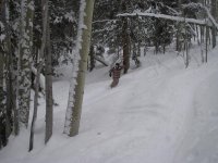 strawberry park trees.JPG