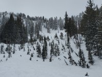 saddle snowbird tigertail 2 apr 2025.jpg