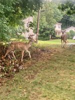 IMG_0233.jpeg