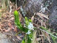 IMG_3054.jpeg