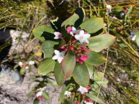 IMG_3070.jpeg
