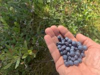 IMG_4170.jpeg