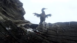 PC010420_flightless_cormorant.JPG