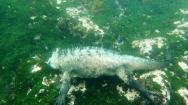 PC010494_iguana_algae.JPG