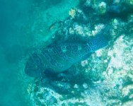 PC031018_hawkfish.JPG