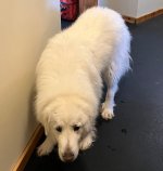 3073BigWhiteDog.JPG