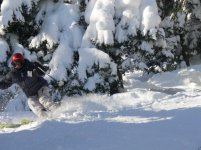 msa-foxtlady-dec2007.JPG