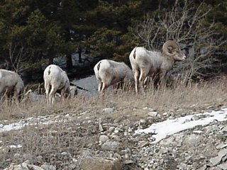 Rocky Mountain Big Horn Sheep roam wild in Crowsnest Pass (photo Marc Guido)