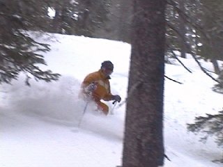 Skiing in the trees
