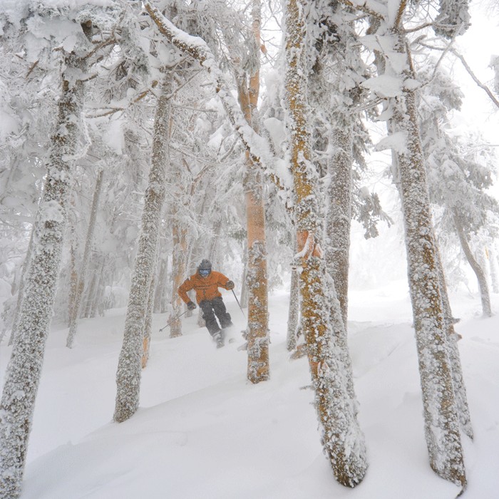 Vermont's iconic gladed tree skiing (photo: Burke Mountain)